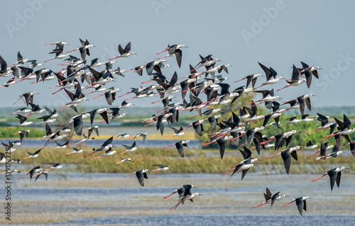 Flock of birds flying, Black-winged Stilt.