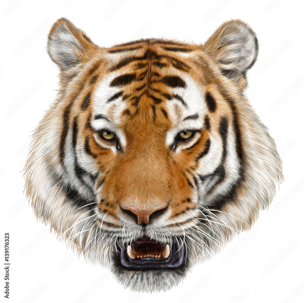 Obraz premium Tiger head hand draw and paint color on white background illustration.