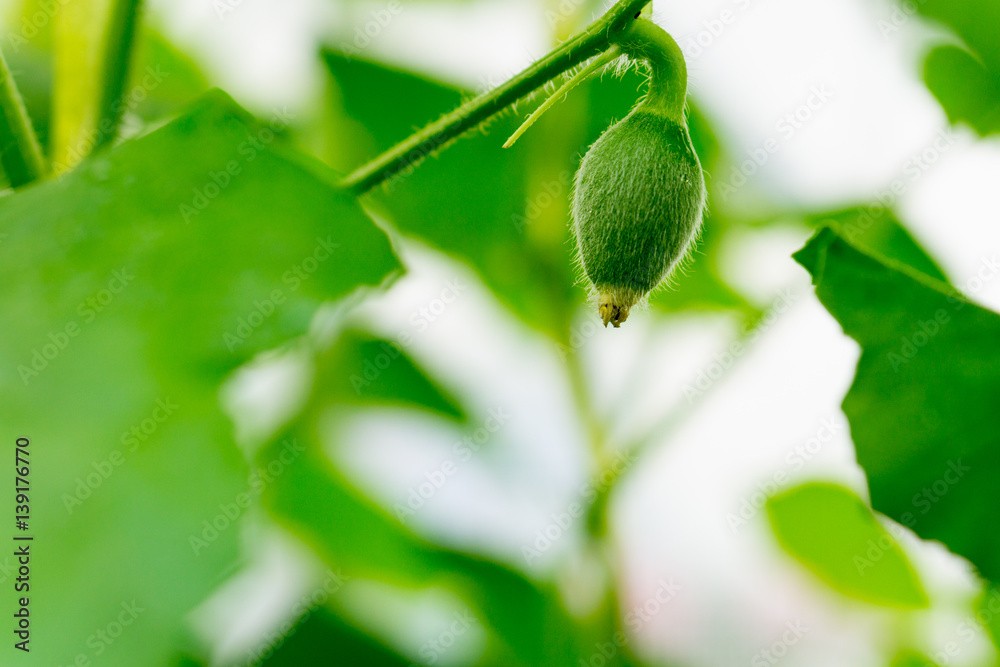 After flowering is developing a small After flowering is developing a small