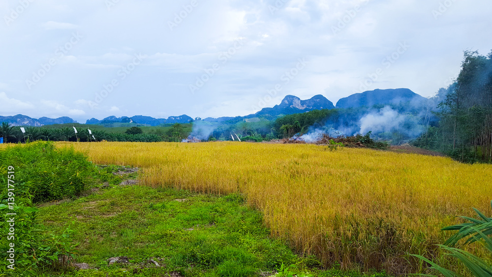 Fototapeta premium Good rice Field