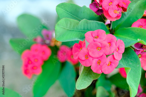 Euphorbia milii flowers are blooming beautifully, close up photo