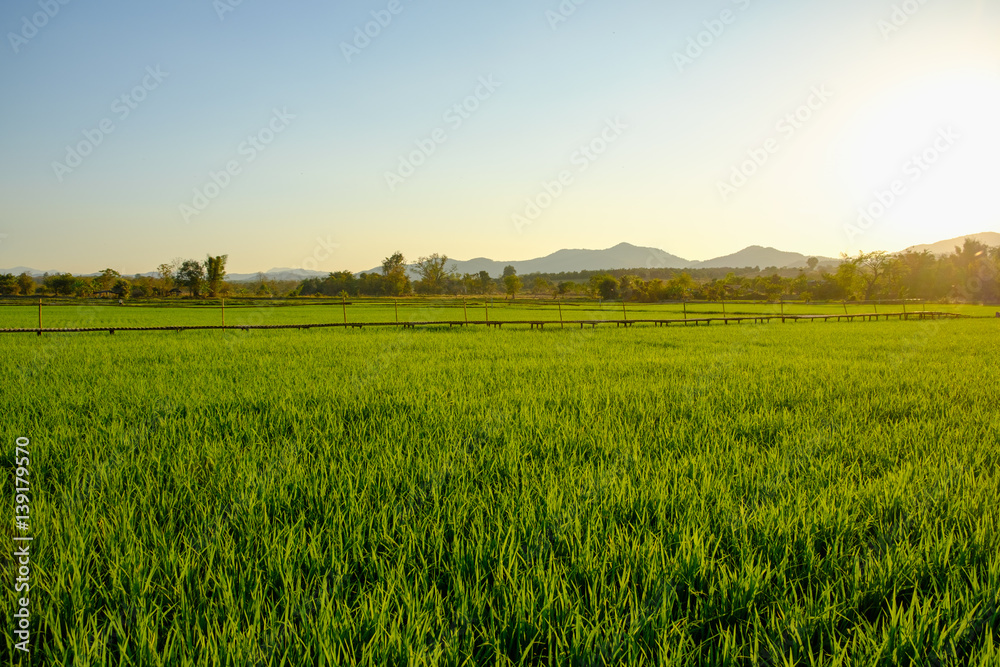 Green fields in the planting season in golden sunlight. Green fields in the planting season in golden sunlight.