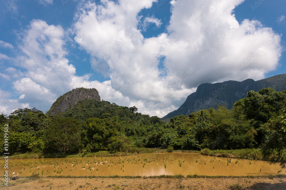 Rice Field and Mountain Scenery