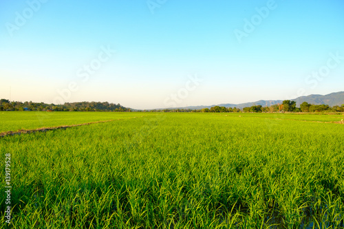 Green fields in the planting season in golden sunlight.