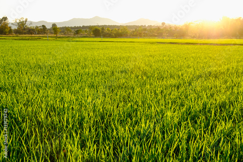 Green fields in the planting season in golden sunlight.