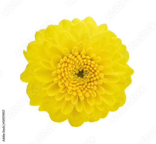 yellow flower dahlia  isolated on white background
