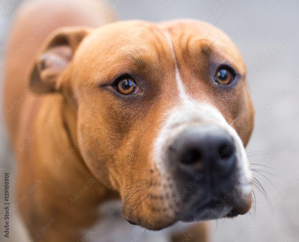 portrait of a pit bull dog