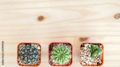 Natural Three Cactus Plants on wood table