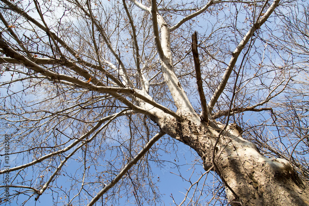 leafless tree branches against the blue sky leafless tree branches against the blue sky