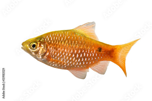 Rosy Barb Male Pethia conchonius freshwater tropical aquarium fish 