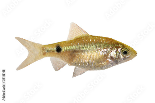 Rosy Barb Female Pethia conchonius freshwater tropical aquarium fish 
