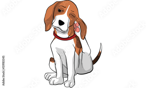 beagle dog action