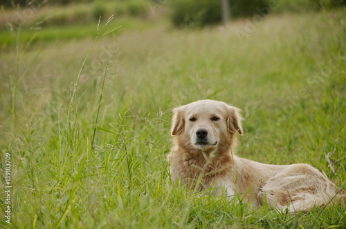 dog lying on grass at sunny day. subject is blurred