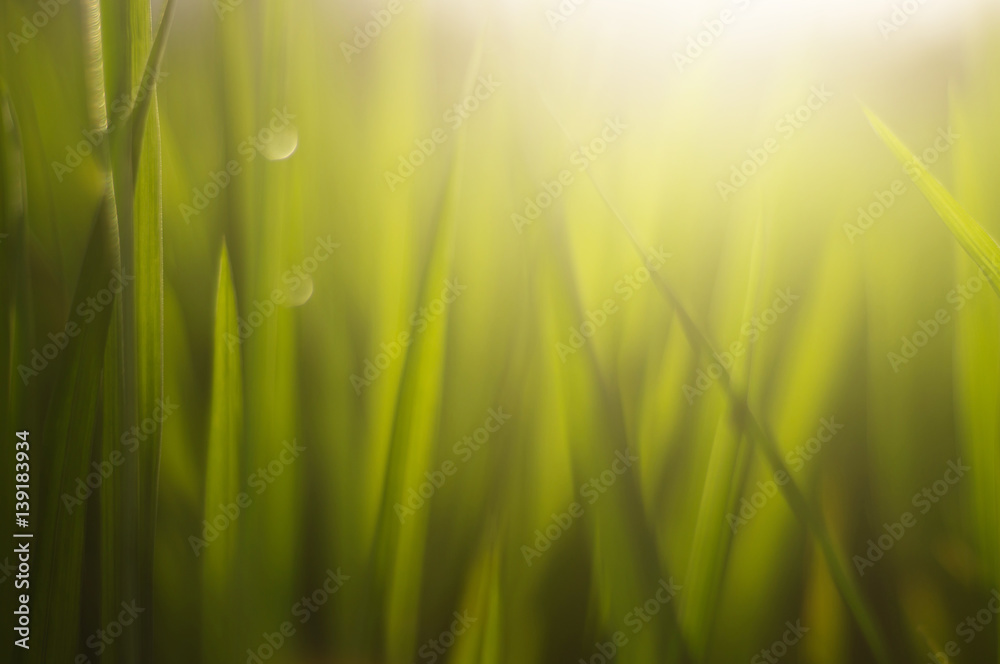 green grass with dew drops