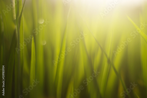 green grass with dew drops