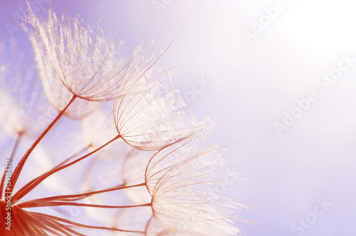 abstract dandelion flower background