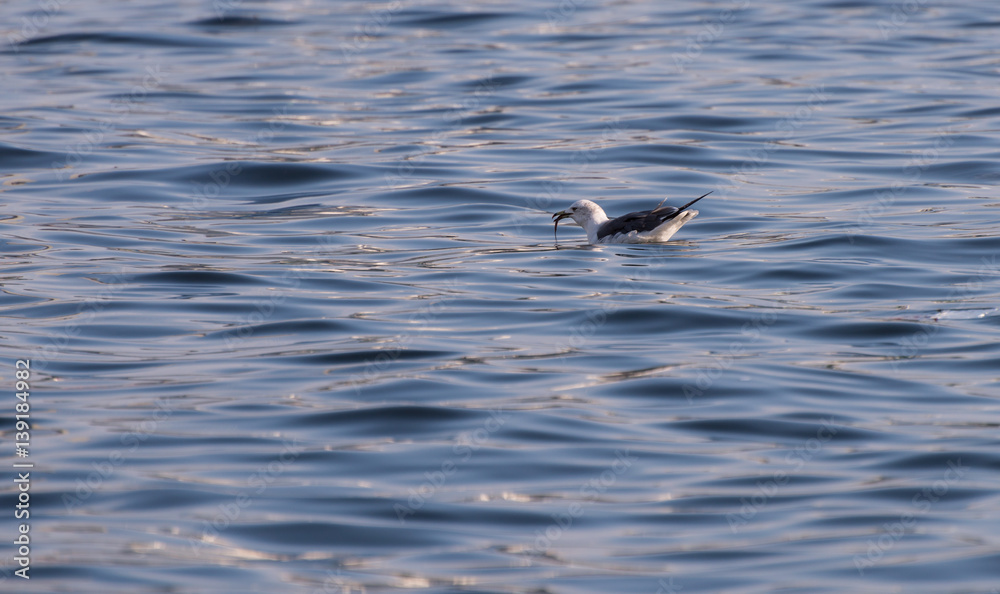 Seagull floating on sea. Selective focus. Shallow depth of field. Seagull floating on sea. Selective focus. Shallow depth of field.