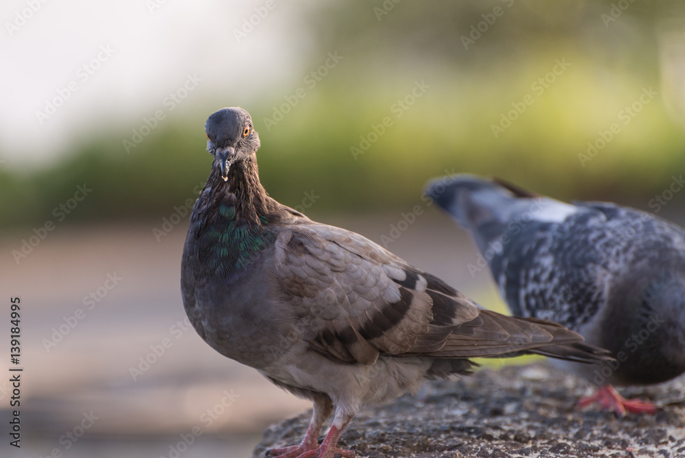 Obraz premium Pigeons feeding outdoor. Selective focus.