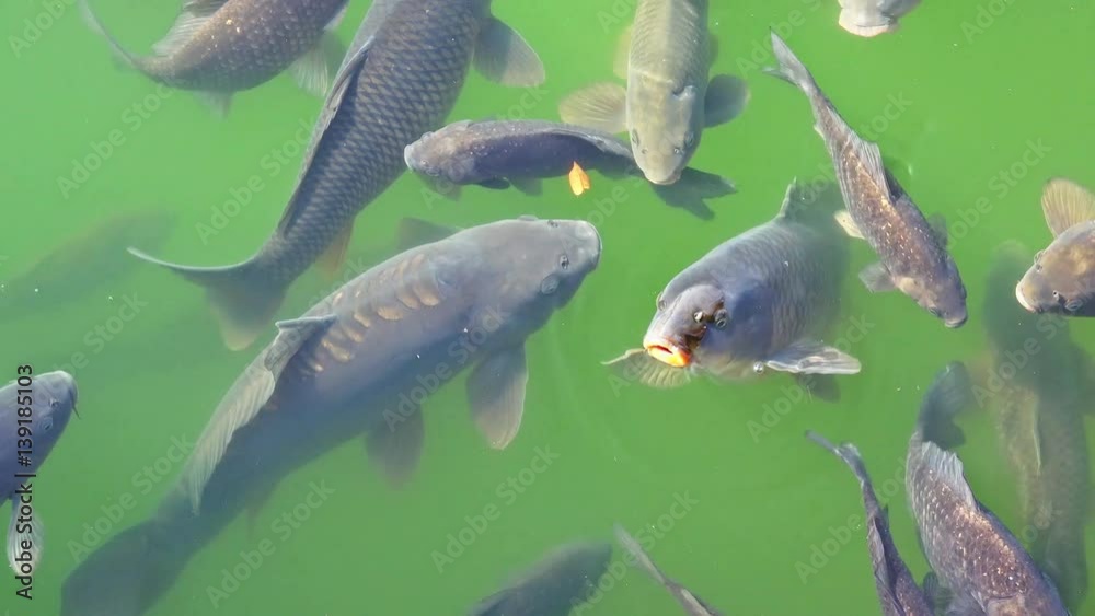 Koi carp fish pond. Several beautiful Koi fish seen from above in a calm pond. Seokchon Lake in Seoul, Korea.