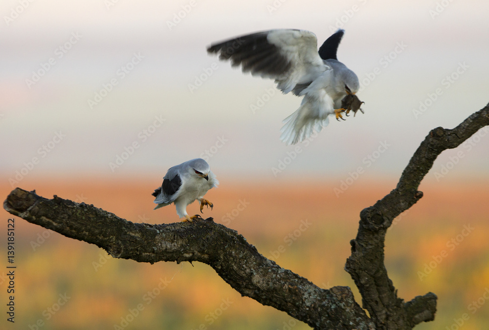 Male and female of black-shouldered passing the prey in the breeding season. Elanus caeruleus. Male and female of black-shouldered passing the prey in the breeding season. Elanus caeruleus.