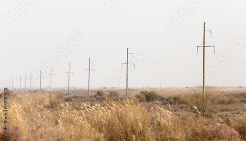 electric poles in nature