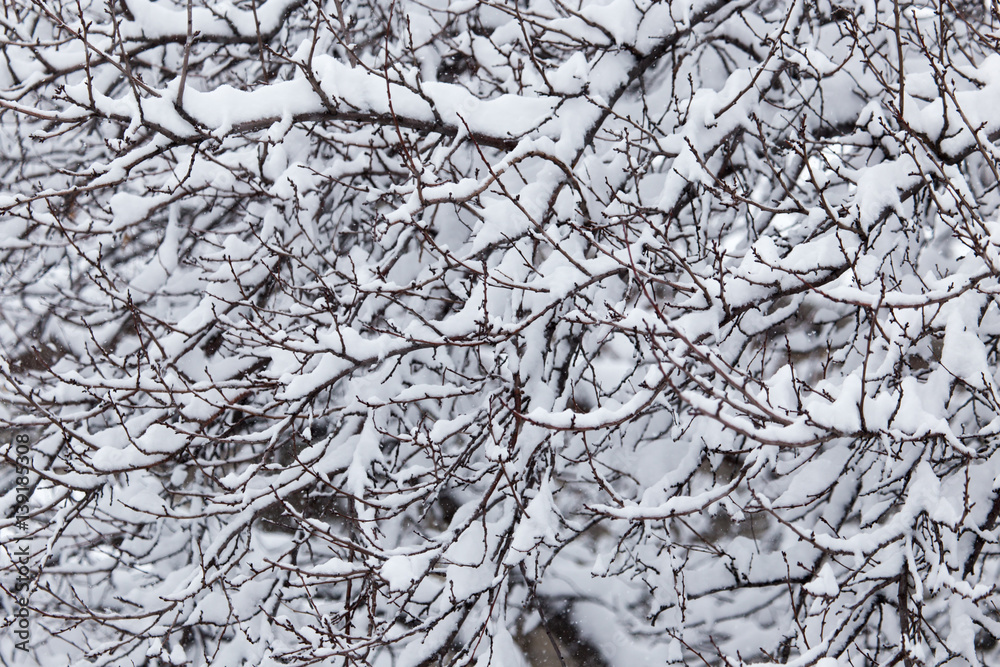 snow on the branches of a tree in nature snow on the branches of a tree in nature