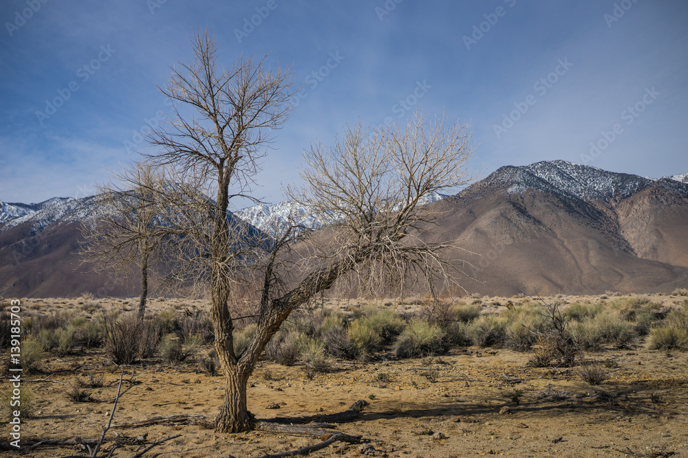 Fototapeta premium Dead Tree in Desert Grassland