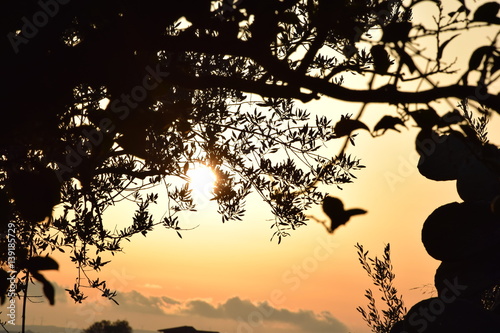 Tramonto fra i rami, pt2