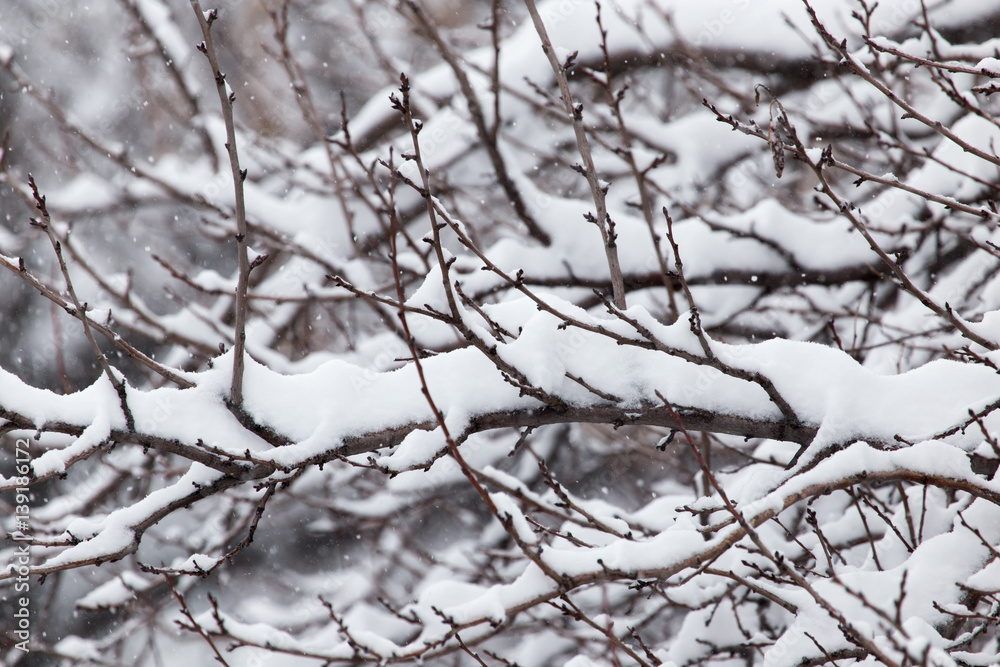 snow on the branches of a tree in nature snow on the branches of a tree in nature