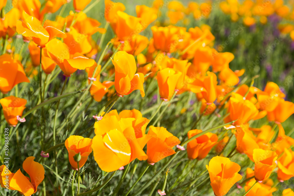 Obraz premium California poppies enjoying sunshine in a field