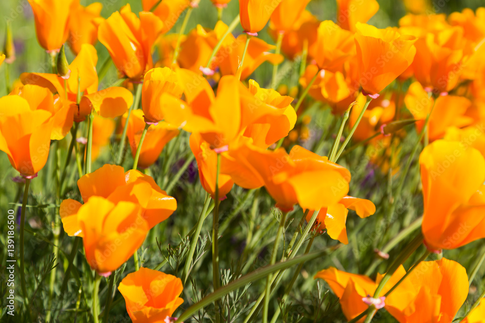 California poppies enjoying sunshine in a field California poppies enjoying sunshine in a field