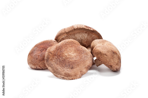 fresh Shiitake mushroom