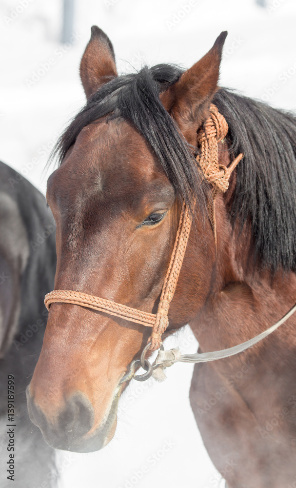 Fototapeta premium Portrait of a horse on nature in winter