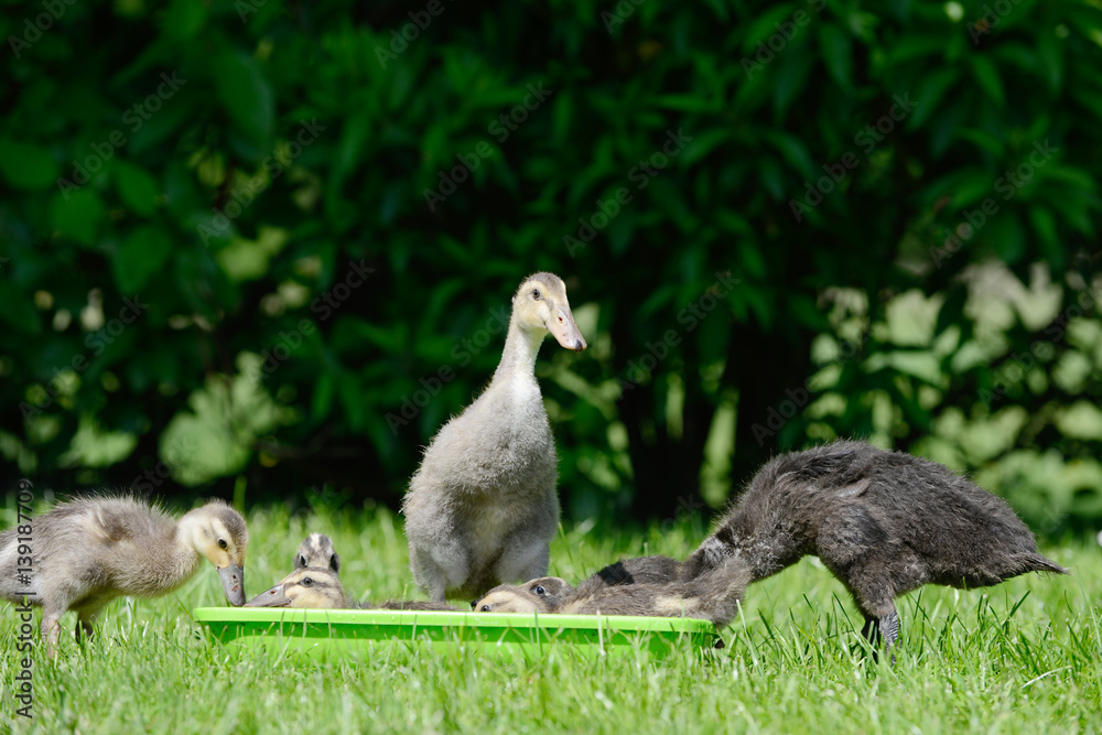 Domesticated ducks on Water bowl on meadow Domesticated ducks on Water bowl on meadow