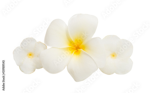tropical flower isolated
