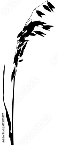 oat black silhouette on white background