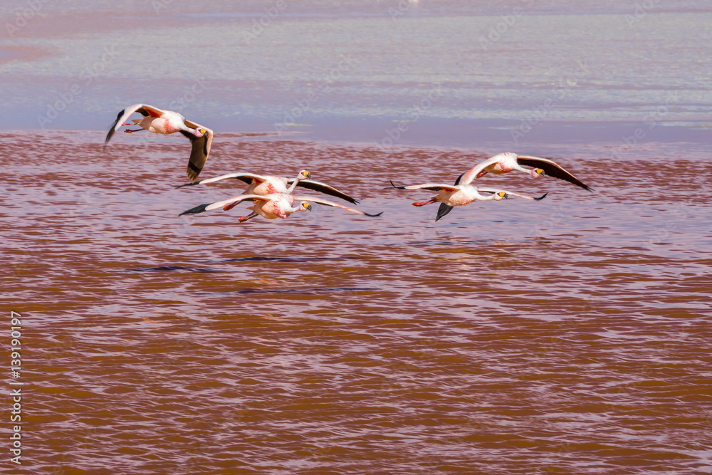 Flamingos in der Laguna Colorada, Bolivien