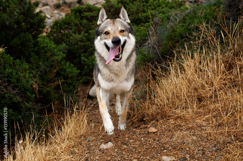 Czech Wolfdog in Sardinia, Italy