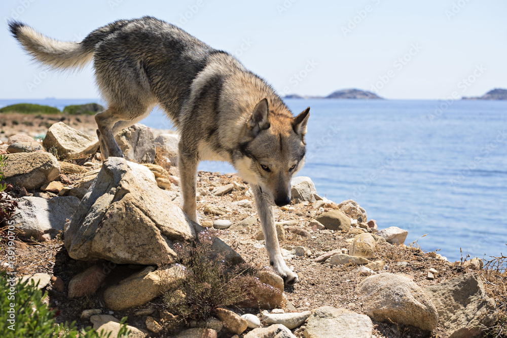 Fototapeta premium Czech Wolfdog in Sardinia, Italy