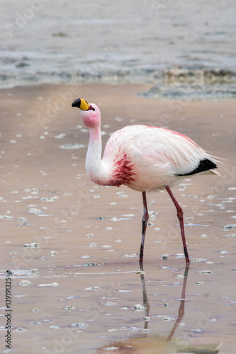 Flamingos im Bolivianischen Altiplano