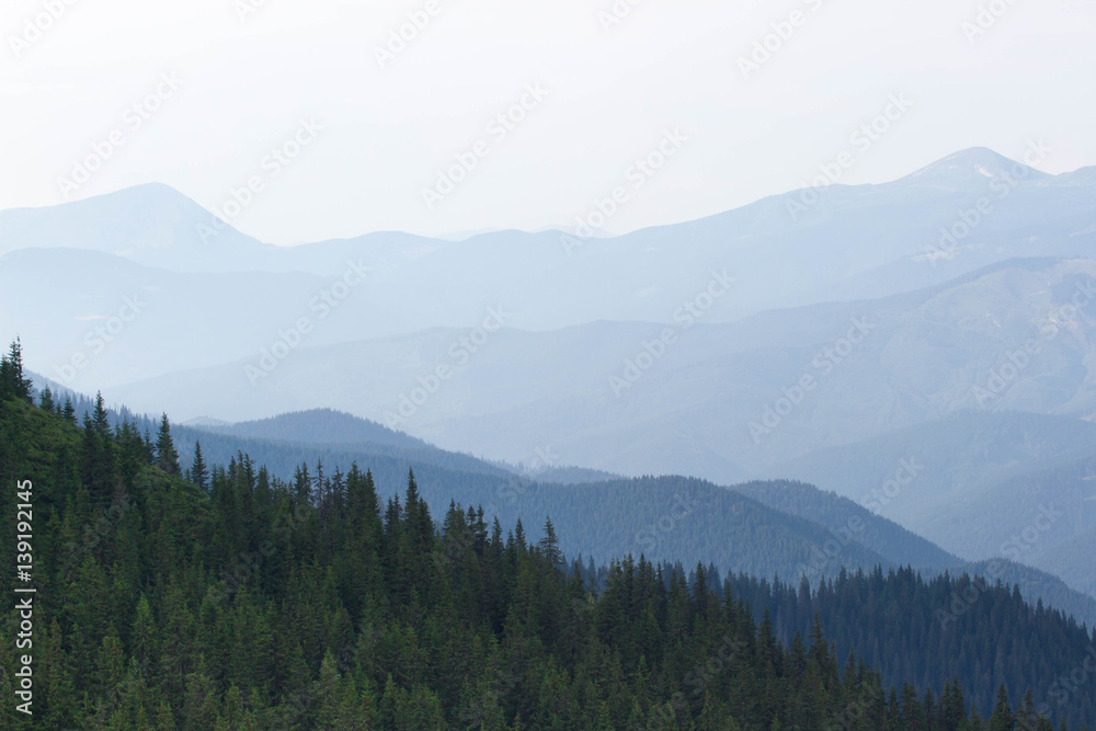 Spruce forest in the Ukrainian Carpathians. Sustainable clear ecosystem