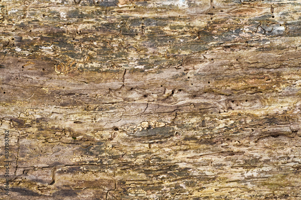 Holzwurmlöcher in altem Holz, Ökosystem Wald, Totholz, Biomasse, grunge, Hintergrund, liegendes Biotopholz, Forstwirtschaft Holzwurmlöcher in altem Holz, Ökosystem Wald, Totholz, Biomasse, grunge, Hintergrund, liegendes Biotopholz, Forstwirtschaft