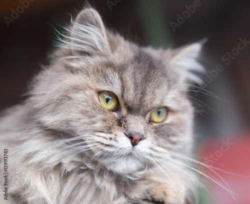 portrait of fluffy cat © schankz