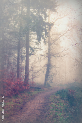 English woodland on a foggy misty morning