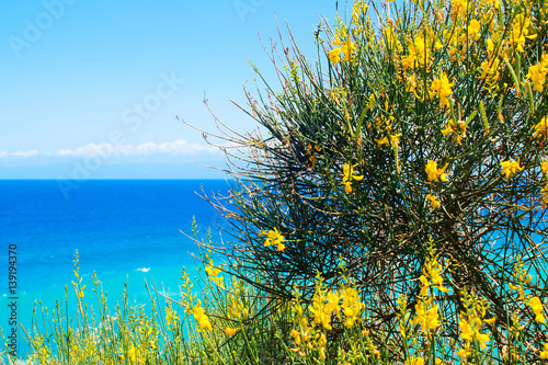 Żółte kwiaty na tle błękitnego morza w Włochech