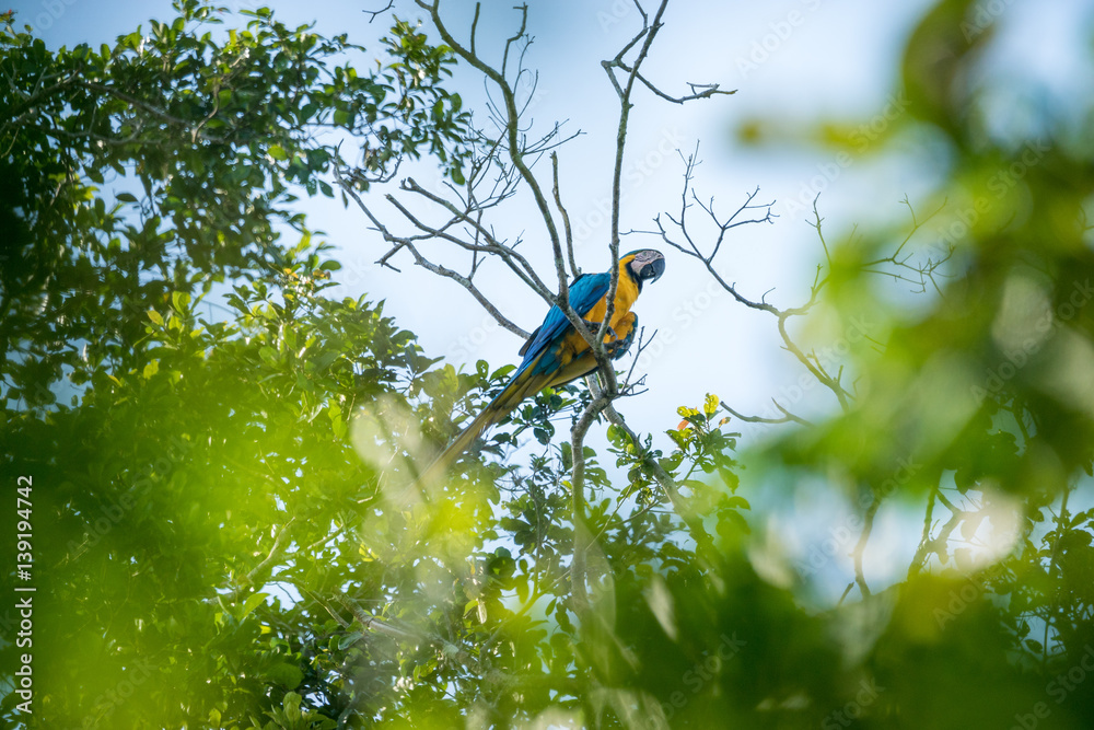 Fototapeta premium Gelbbrustara im Blätterdach des Bolivianischen Amazonas-Regenwald im Madidi Nationalpark