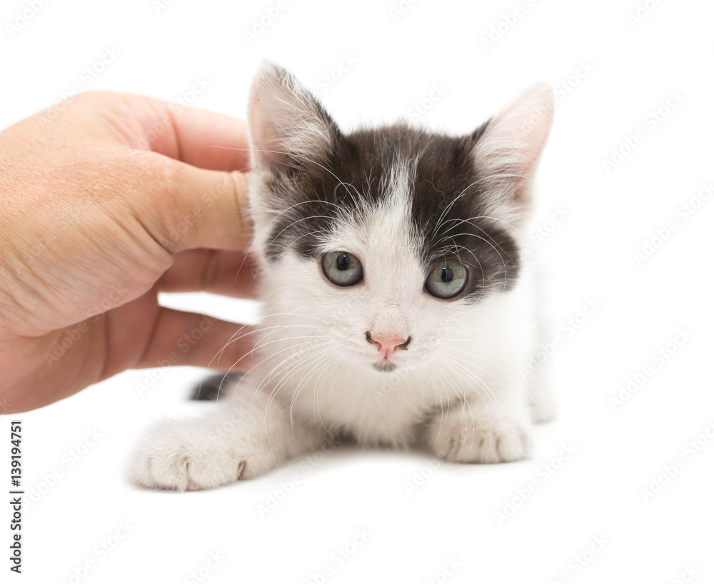 Fototapeta premium weasel hand little kitten on a white background