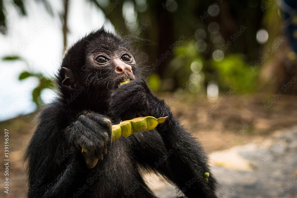 Fototapeta premium Klammeraffe im Bolivianischen Amazonas-Regenwald