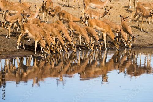 Fototapeta Naklejka Na Ścianę i Meble -  Impala herd drinking at Chudop waterhole in Etosha Nationla Park in Namibia, Africa.