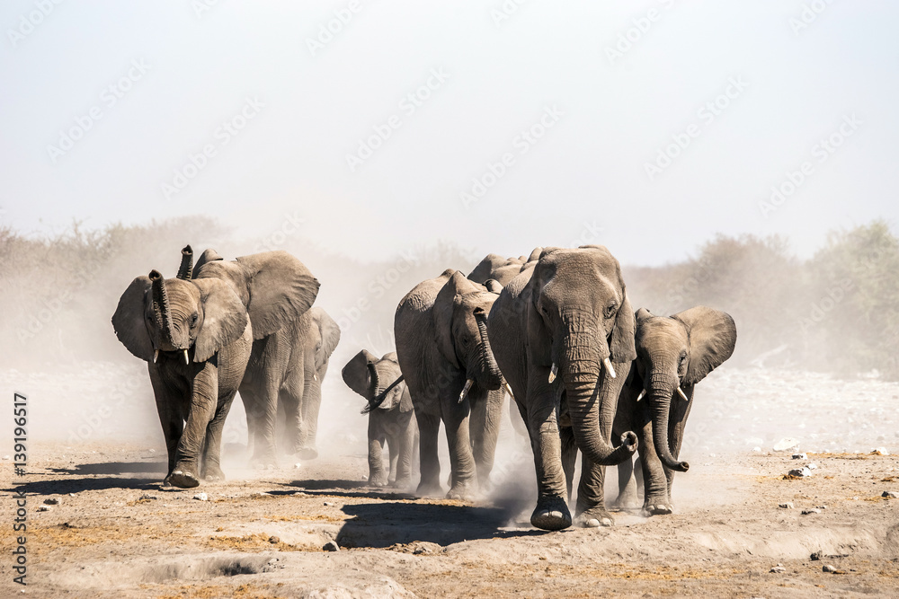A herd of elephants approaches a waterhole in Etosha national park. Northrtn Namibia, Africa. A herd of elephants approaches a waterhole in Etosha national park. Northrtn Namibia, Africa.